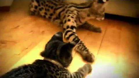 Watch the video about Domestic Serval and Savannah kitten