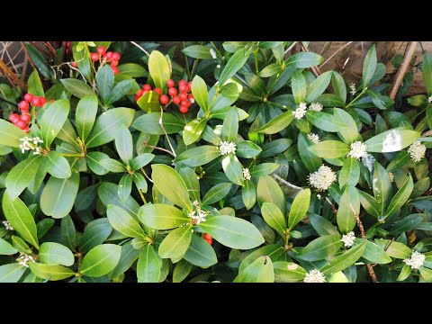 Skimmia japonica, one of the best hardy evergreen plant shrubs for shade in UK and USDA 6, 7, 8 & 9