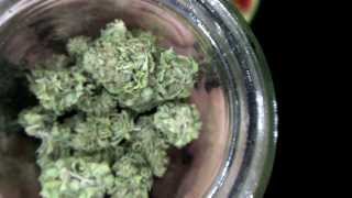 Bud Review & new Clones