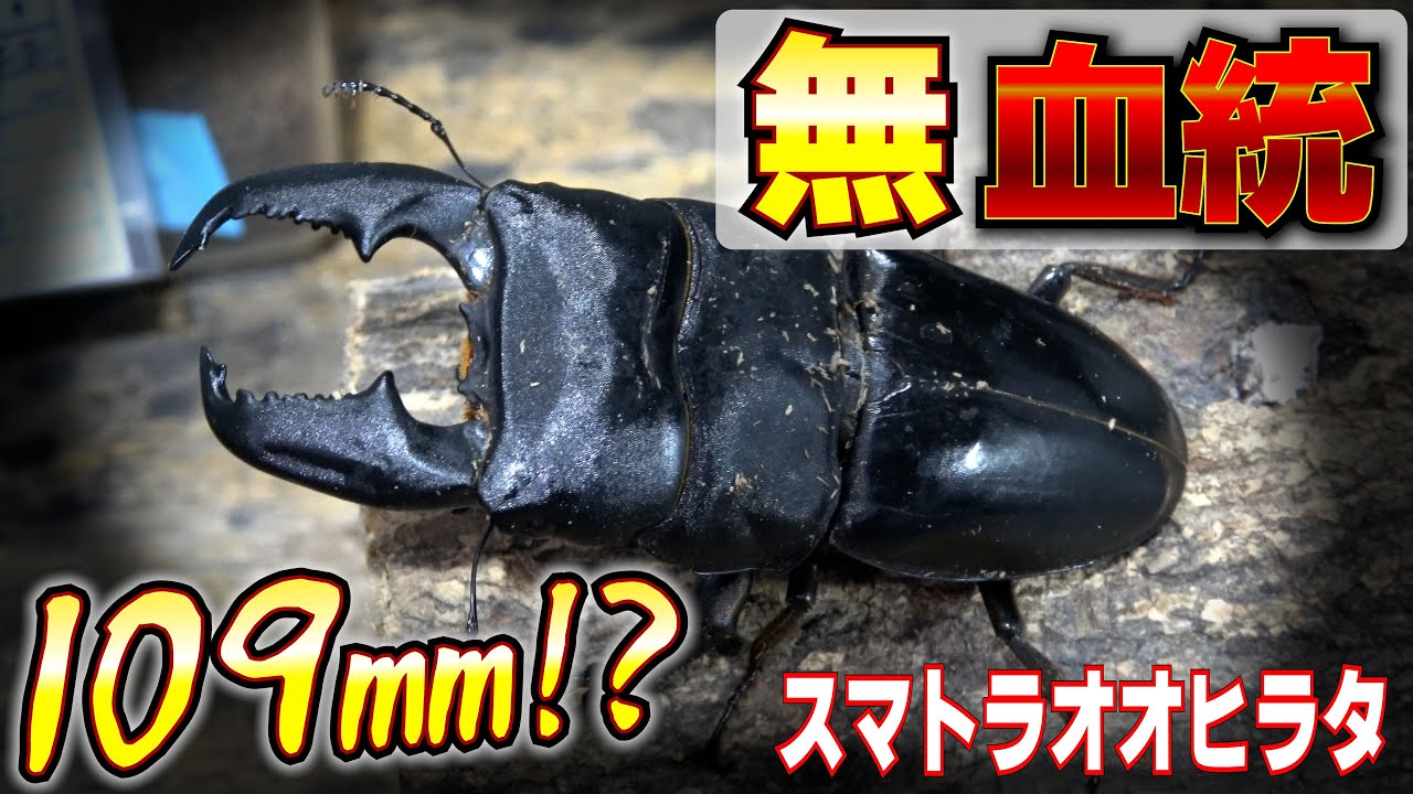 新血統誕生!?109㎜が羽化するスマトラオオヒラタ