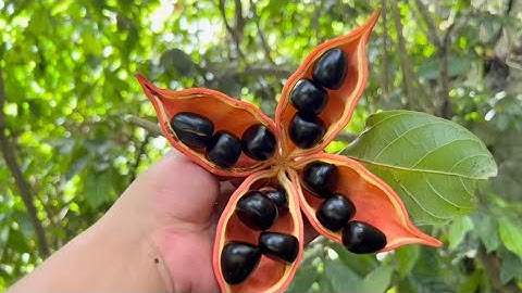 Bẫy Chuột - Hái Quả Rừng | Bữa Trưa Trong Rừng Sâu