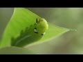 Oleander Hawk-Moth (English Subtitle)