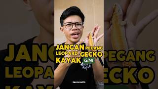 Pegang gecko yang bener lah 😠 #leopardgecko #duniareptile #SahabatKecilGamareptile