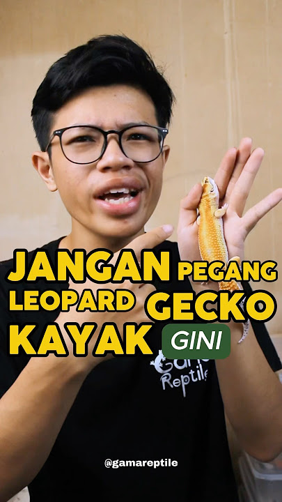 Pegang gecko yang bener lah 😠 #leopardgecko #duniareptile #SahabatKecilGamareptile