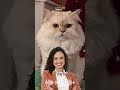 Quando fazer a nutrição parenteral em cães e gatos?