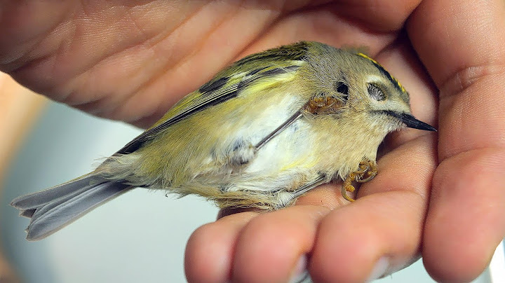 EL PÁJARO SE MORÍA EN NUESTRO BALCÓN