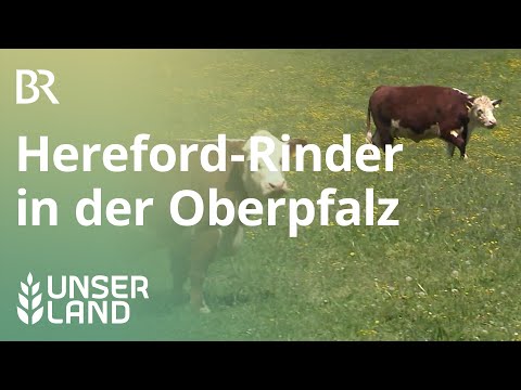 Video: Wie viel kostet eine Hereford-Kuh?