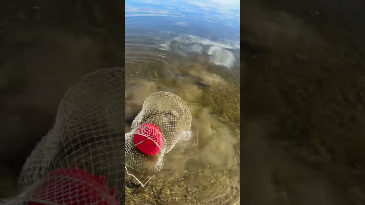 Fishing at the Lake Catches Trout Fish 