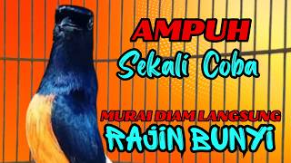 Pancingan PAGI-PAGI AGAR MURAI GACOR❗sekali coba murai DIAM langsung bunyi