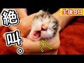 気張りすぎて絶叫する生後８日目の赤ちゃん子猫。【保護猫】