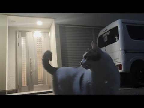 息子と一緒にナイトウォーキングを楽しむ猫