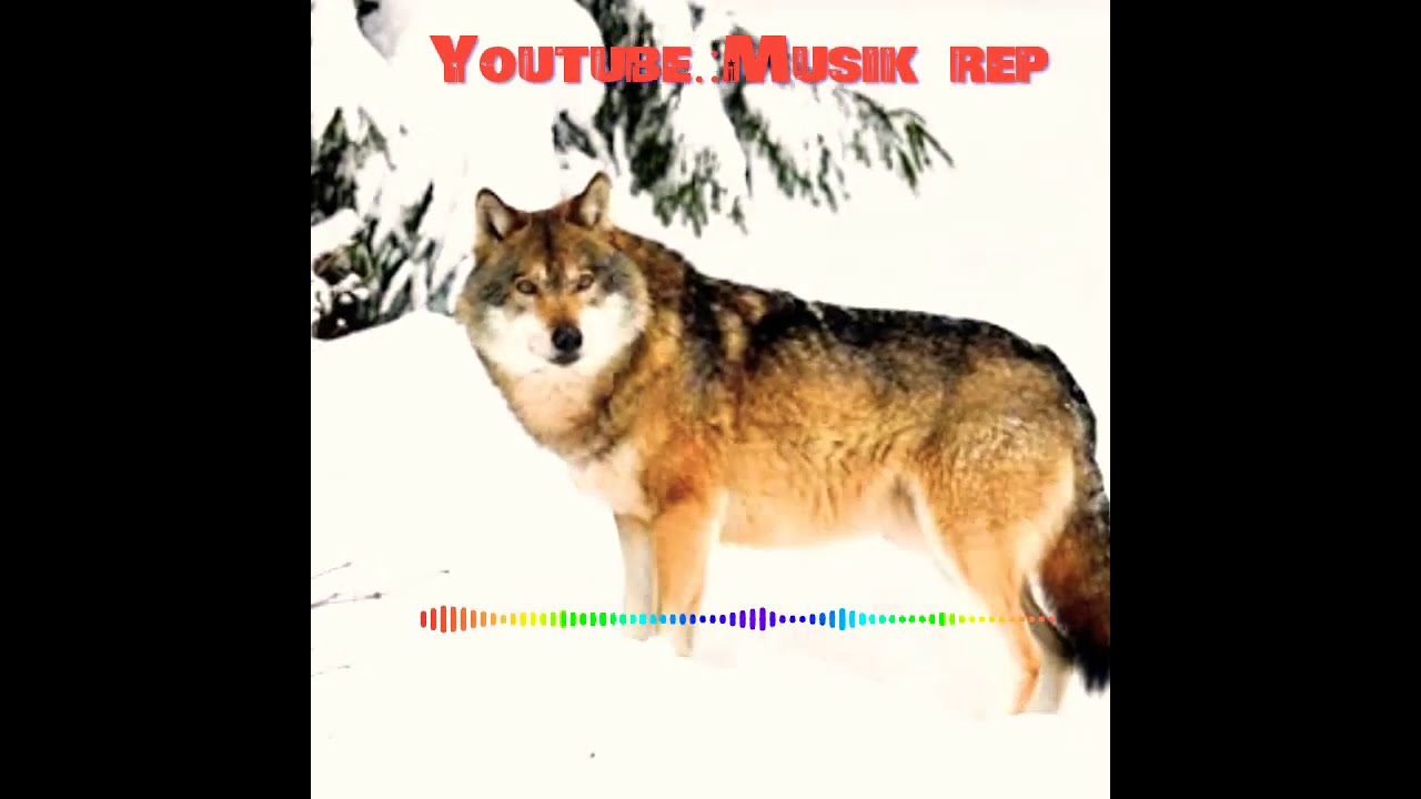 Azerbaijan. (Zavan beats)