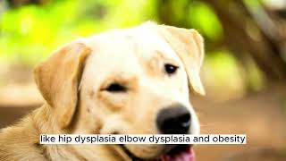 All About Labrador Retrievers: Ultimate Guide to This Beloved Breed!