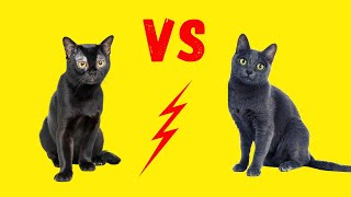 Bombay Katze vs. Korat by Katzen&Co. 1,399 views 2 years ago 5 minutes, 23 seconds