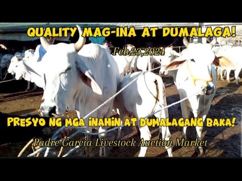 February 23,2024 Presyo ng mga inahin at dumalagang baka/Cattle trading ...