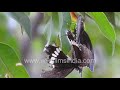 Common Mormon Swallowtail Butterfly pair mating