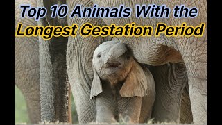Surprising Facts About Top 10 Animals With the Longest Gestation Period