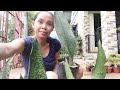 Sanseveria Plants (Snake Plants) || Propagating Snake plants