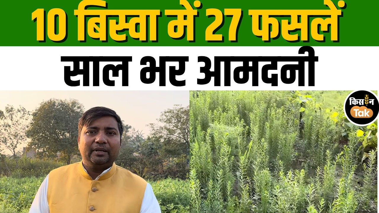 Firozabad: छोटे खेत में जीरा, सौंफ और रबी की फसलें, किसानों के लिए पूरे साल आमदनी का मॉडल #kisantak