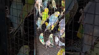 Bharat pet shop yawal #parrot #pst #birds