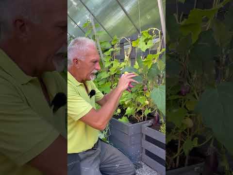 Video: Hvordan dyrker man aubergine trin for trin?