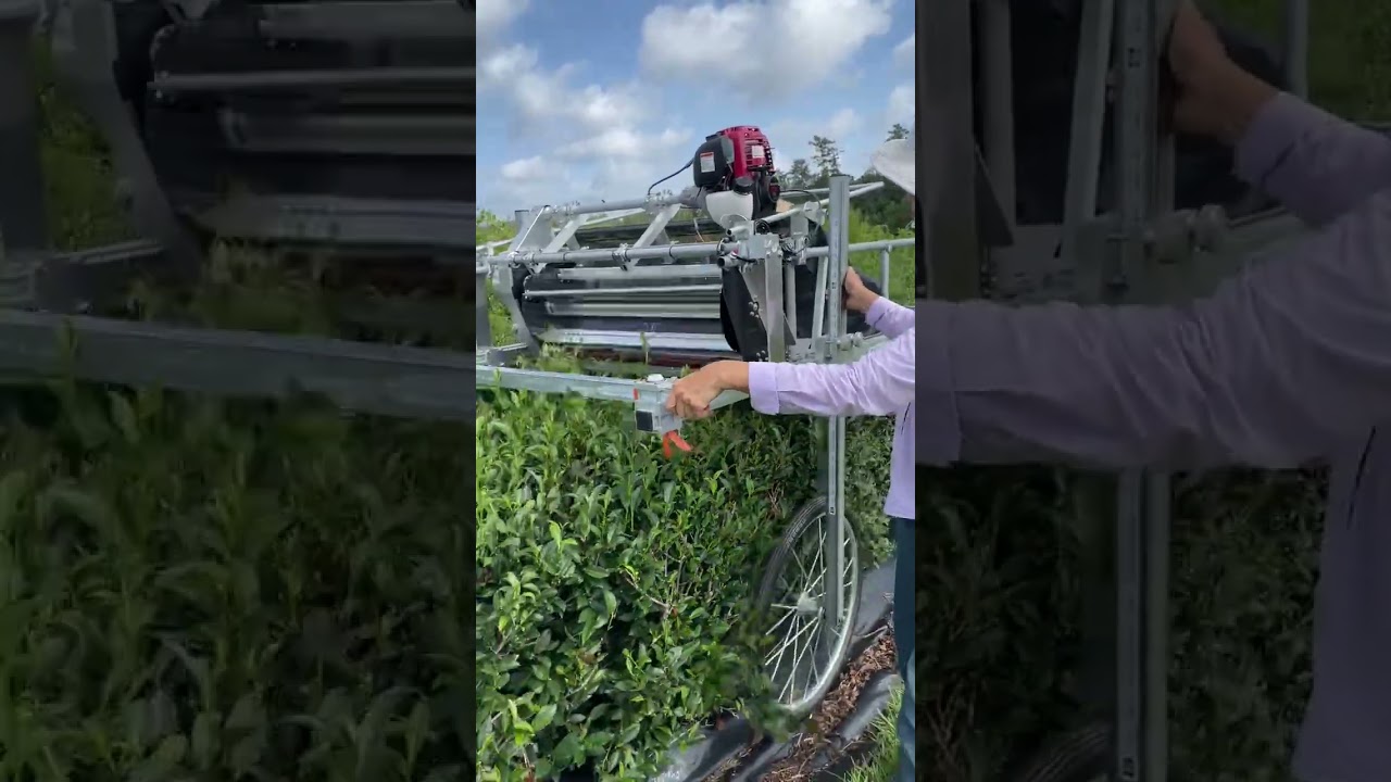 SelectiveTeaHarvester_In_Action