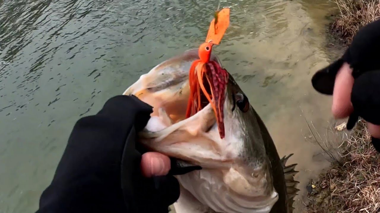 This is the BEST color chatterbait for early spring bass fishing! #zman 