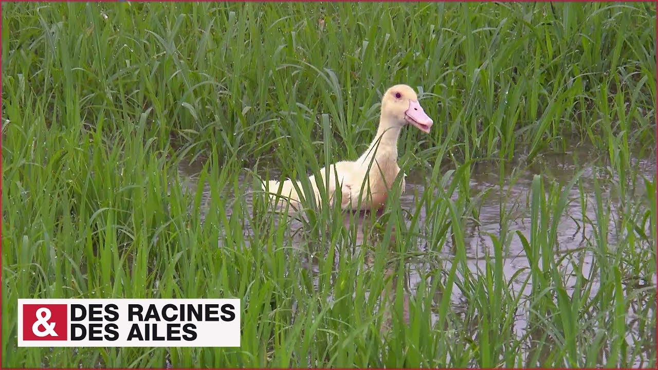 Le riz de Camargue (cultivé par des canards)