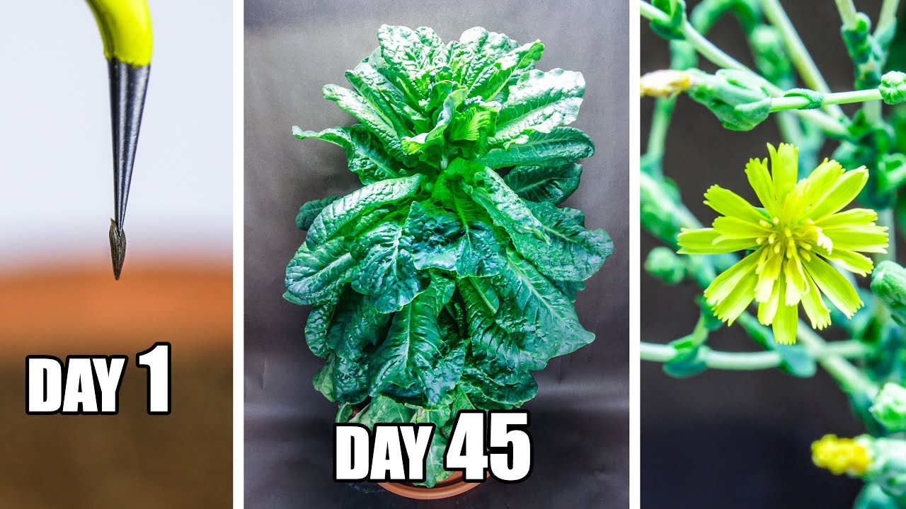 Growing Lettuce Time Lapse Seed to Flower (75 Days) YouTube