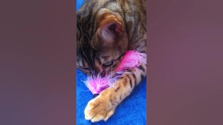 Video 2180241: bengal kitten toys, bengal kittens playing funny, little bengal kitten, cute bengal kitten playing, loud bengal