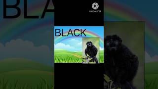 Kids Colour Learning | English Hindi Colour Names#kidslearning #education #youtubeindiashorts