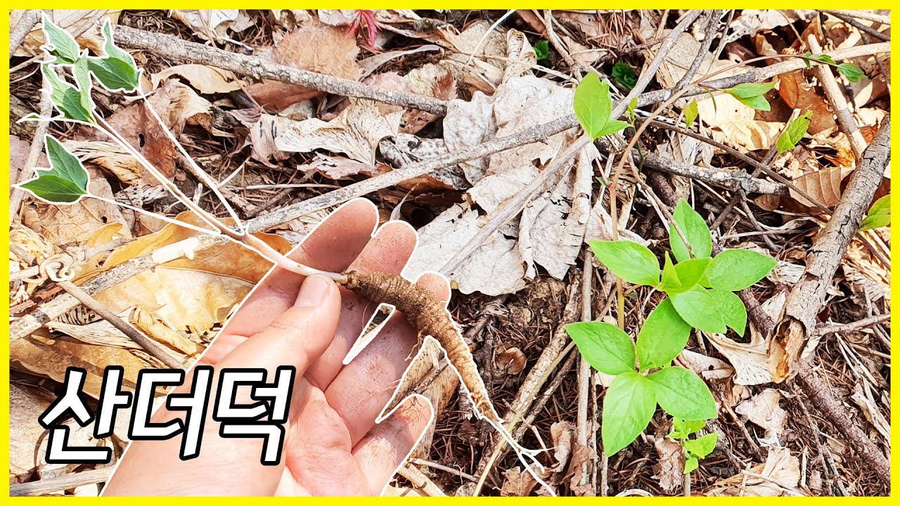 산더덕 채취 방법 산더덕 찾는법 구별법 더덕 나이 계산법 - YouTube