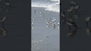 What birds are these?