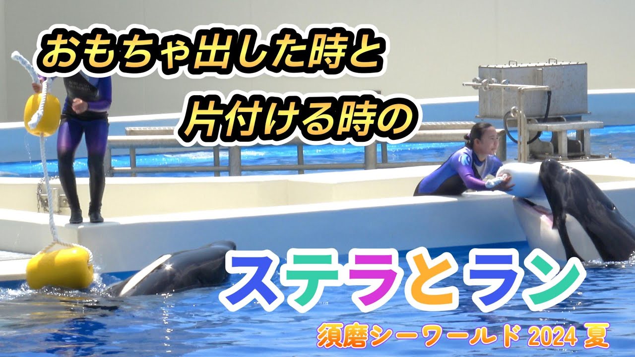 シャチです。 シャチ】おもちゃ出すときと片付けるときのステラとラン【須磨シー