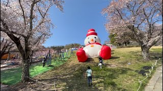 ３月　桜　さがみ湖リゾートプレジャーフォレスト　ー　12ヶ月の東京