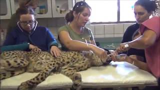 Visite Medicale Pour Un Guepard Au Ccf