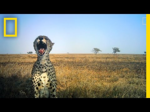 Amazing Animal Selfies From the Serengeti | National Geographic