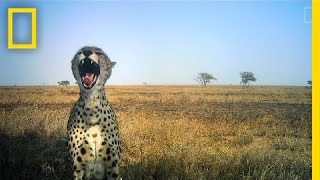 Amazing Animal Selfies From the Serengeti | National Geographic