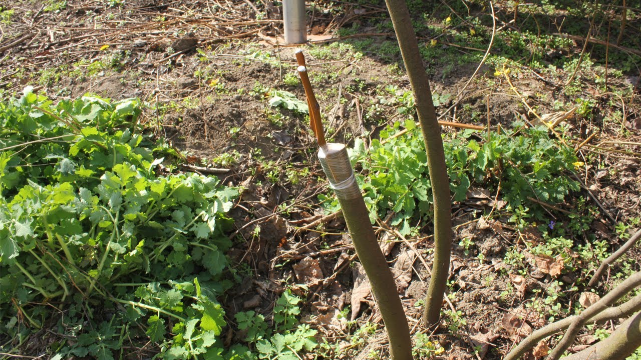 Kalemljenje kruške na podlozi dunje