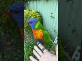 Friendly Rainbow Lorikeet  #lorikeet #rainbowlorikeet #birdsounds #cutebirds #australianparrots