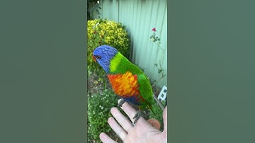 Friendly Rainbow Lorikeet  #lorikeet #rainbowlorikeet #birdsounds #cutebirds #australianparrots