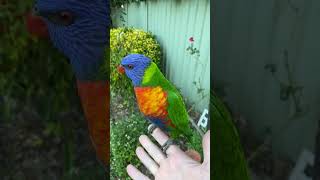 Download Lagu Vriendelijke regenbooglori #lori #regenbooglori #vogelgeluiden #schattigevogels #australischepapegaaien MP3 Download Lagu Vriendelijke regenbooglori #lori #regenbooglori #vogelgeluiden #schattigevogels #australischepapegaaien MP3