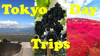 Top 3 Autumn Day Trips from Tokyo