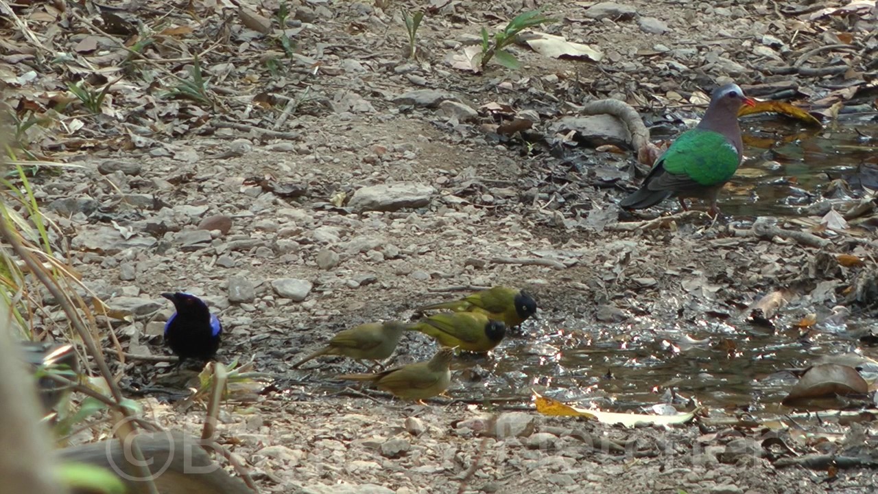Asian Fairy Bluebird (Irena puella), Cambodia. 20160314_161644.m2ts