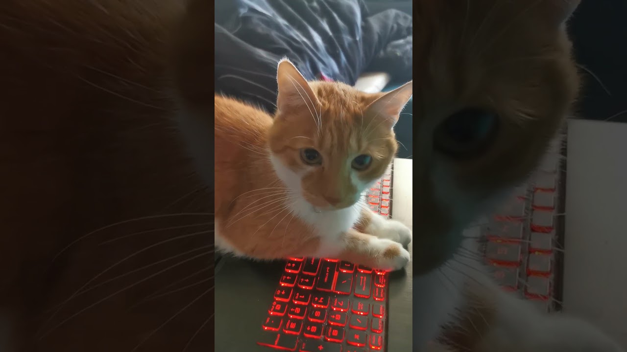 ИЗ АРХИВА. 2021.05.31. Босс - такой Босс...  