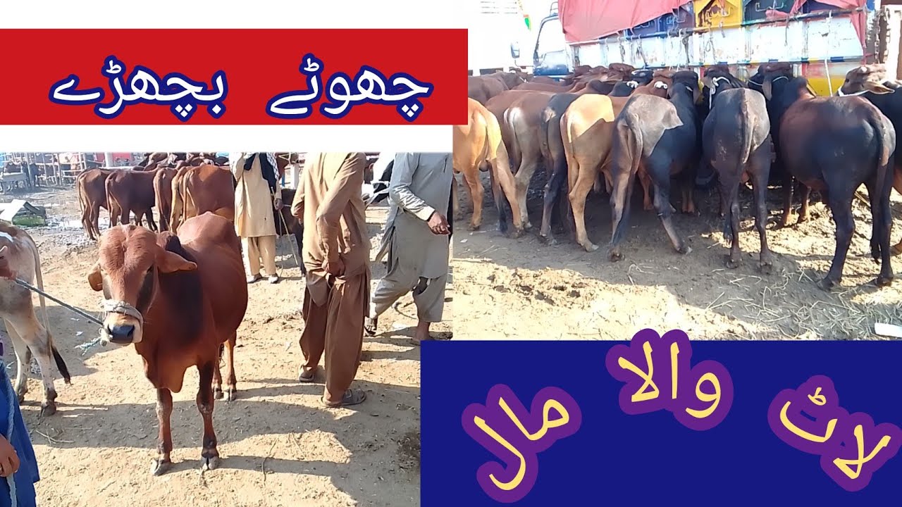 Mid Range Wala Mall Laat Wala Mall Desi Sahiwal Bachra High mid-range-wala-mall-laat-wala-mall-desi-sahiwal-bachra-high