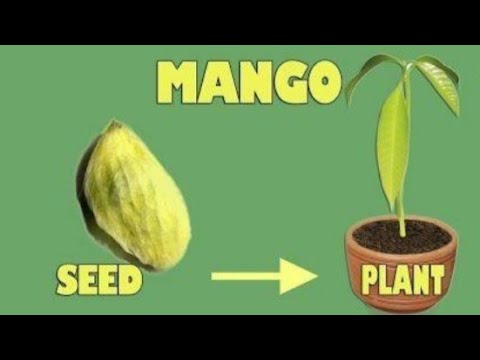 Mango seed to plant journey | how to grow mango seed to plant full 6