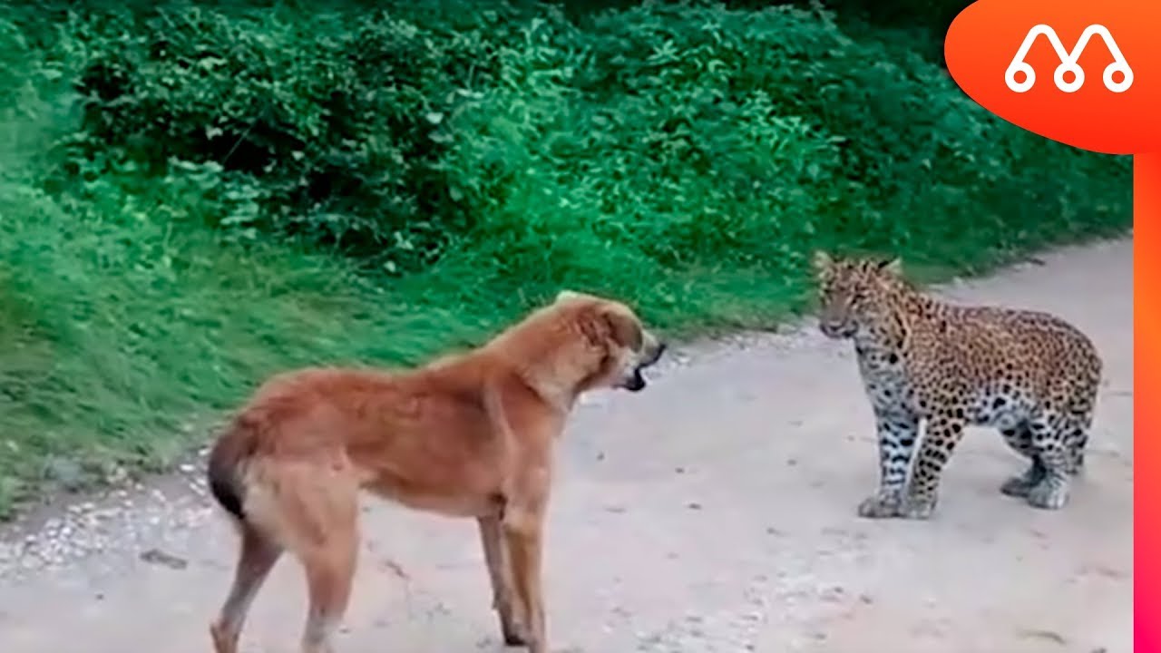 LEOPARDO ATACA CACHORRO NA ÍNDIA