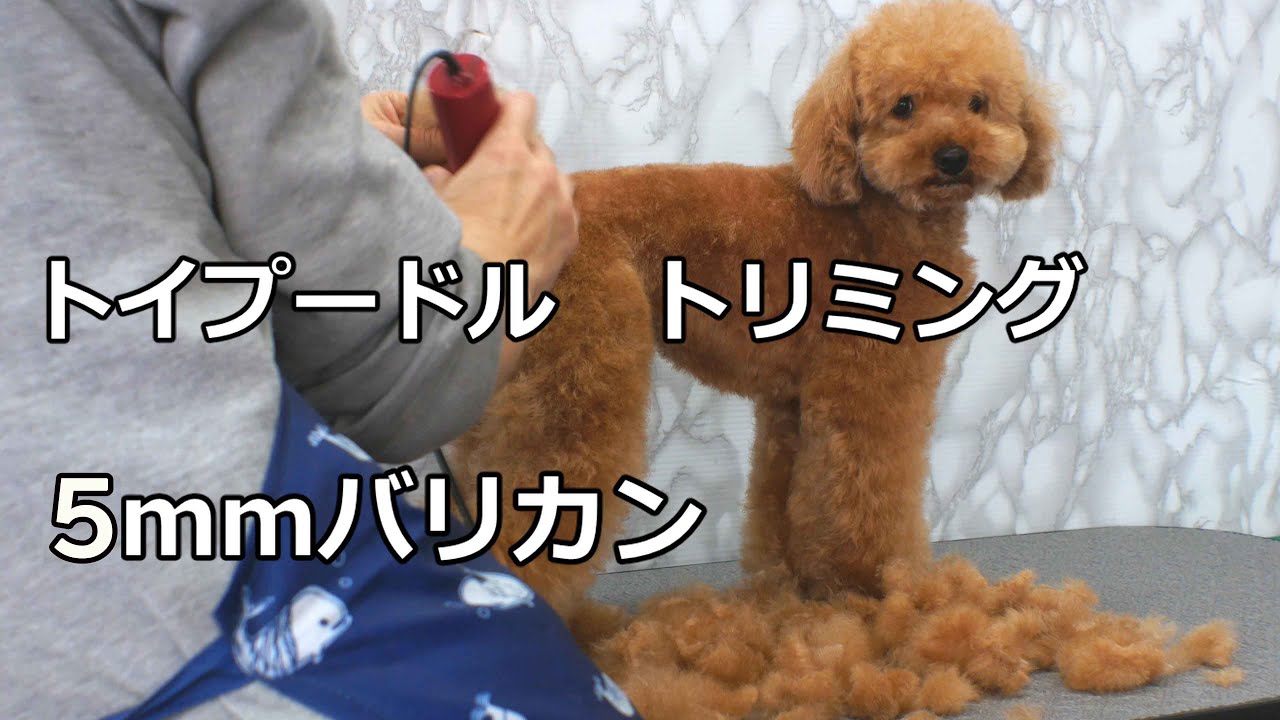 Poodle Grooming トイプードル君トリミング 体バリカン5mm Youtube