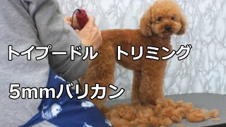 Poodle Grooming トイプードル君トリミング 体バリカン5mm